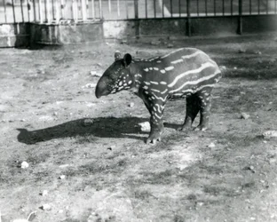 A Young Malayan Tapir at London Zoo
